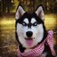 The Husky | csgo-skins.com