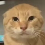 哈基米，开哈！