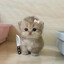 Meow meow