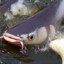 Pangasius