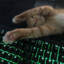 :Shrimp: