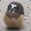 Baby Owl