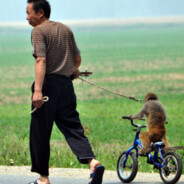 Monkey Trainer