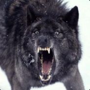 fro - steam id 76561197965466192