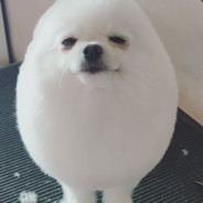 Matt