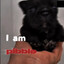 I am Pibble