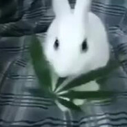 Hola