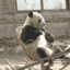 DeceasedPanda