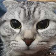 梦里的橘猫是你