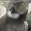 bit_bird