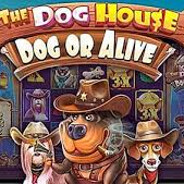 DogHouse