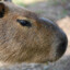 Capybara