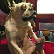 Sneaky Golem in the Pocket