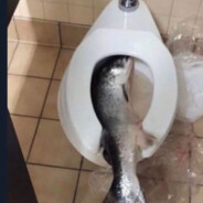 Fish in toilet