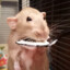 Rat Eating Yogurt... On a Spoon