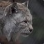 DCP.Siberian Lynx