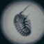 The Isopods are coming