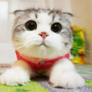 𝓚𝓞𝓢𝓘𝓚 (ΦωΦ)