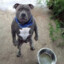 bine pitbull