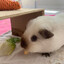 guinea pig.