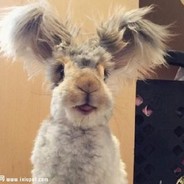 莫奈何兮莫奈何