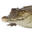 crocodilequc