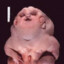 Magic Fetus