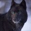 BlackWolf