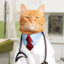 Dr Catboy
