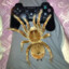 spider gaming