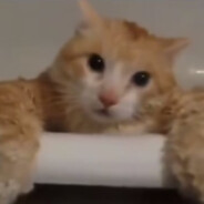 旗鼓相当的病友