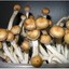 NH | Psicodelic mushrooms