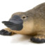 duckplatypus