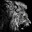 Yungs