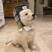 我见青山多妩媚