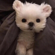 我在KFC要过麦辣鸡翅