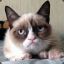 Grumpy Cat