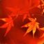 newMaple