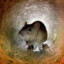 rat in a tunnel
