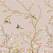 野蛮生长的非洲菊