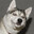 SmallWolfPup •⩊•