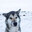 Steam avatar of Arctic