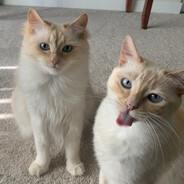 gurt