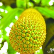 九十二号技师 来自刚果