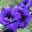 Pro100_GLaDIoLYS