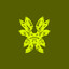 Rivaille