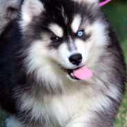 SIBERIAN HUSKYYYYYYY