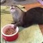 AN OTTER WHO LOVES BEANS