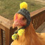 CS2 Chicken