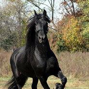 cal le trag pe frunte